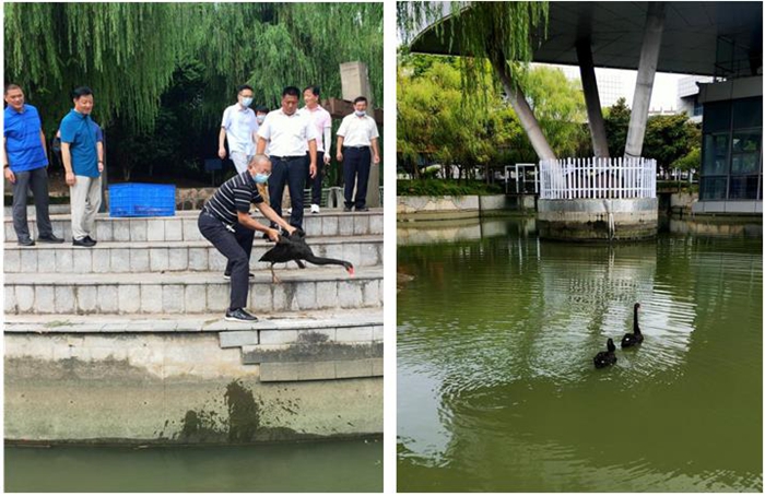 浦软网红天鹅落户昆山园区